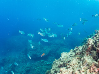 メジナ, Largescale Blackfish, Girella punctata, イスズミ科,
ホウライヒメジ, Whitesaddle goatfish, Parupeneus ciliatus, ヒメジ科,
他の群れ。
静岡県伊豆半島南伊豆町中木ヒリゾ浜-2025年
日本有数のシュノーケリングスポット。
夏の数カ月間だけ渡し船で行ける。
水質透明度魚影が素晴らしい。
