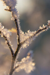 First frost, frost, and snow on plants