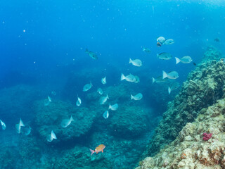 Fototapeta premium メジナ, Largescale Blackfish, Girella punctata, イスズミ科, ホウライヒメジ, Whitesaddle goatfish, Parupeneus ciliatus, ヒメジ科, 他の群れ。 静岡県伊豆半島南伊豆町中木ヒリゾ浜-2025年 日本有数のシュノーケリングスポット。 夏の数カ月間だけ渡し船で行ける。 水質透明度魚影が素晴らしい。 