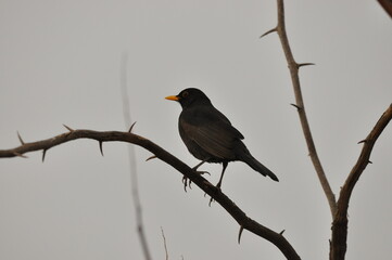 Fototapeta premium Bird perched on a thorny branch in a cloudy sky during the late afternoon