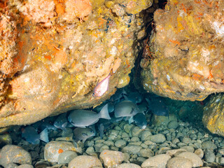 メジナ, Largescale Blackfish, Girella punctata, イスズミ科,
ナミマツカサ, Bigscale soldierfish, Myripristis kochiensis, イットウダイ科,
他の群れ。
静岡県伊豆半島南伊豆町中木ヒリゾ浜-2025年
日本有数のシュノーケリングスポット。
夏の数カ月間だけ渡し船で行ける。
水質透明度魚影が素晴らしい。
