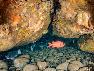 メジナ, Largescale Blackfish, Girella punctata, イスズミ科,
ナミマツカサ, Bigscale...