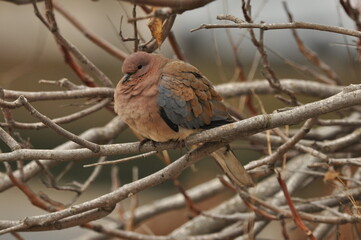 Calm dove resting on a bare branch during a quiet afternoon in nature