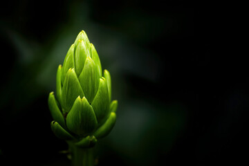A close-up of a vibrant green artichoke thistle bud grows vertically against a dark, background. Strong contrast, dramatic lighting. Organic food, growth, natural elegance. place for signature.