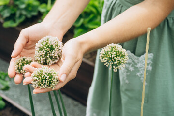 Woman holding blooming onion flower heads in garden with greenery  