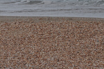 Shells scattered across a sandy beach next to gentle waves under a cloudy sky during a quiet afternoon