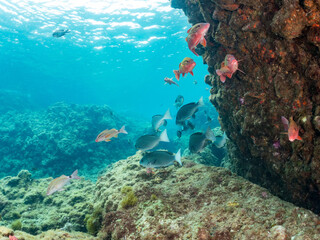 メジナ, Largescale Blackfish, Girella punctata, イスズミ科,
ホウライヒメジ, Whitesaddle goatfish, Parupeneus ciliatus, ヒメジ科,
他の群れ。
静岡県伊豆半島南伊豆町中木ヒリゾ浜-2025年
日本有数のシュノーケリングスポット。
夏の数カ月間だけ渡し船で行ける。
水質透明度魚影が素晴らしい。

