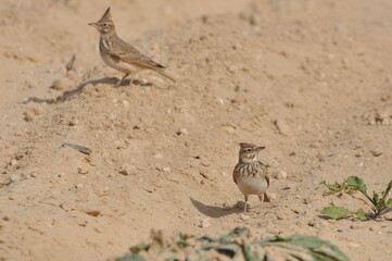 Birds explore sandy terrain in a natural habitat during a sunny day