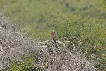 Bald eagle perched on a branch overlooking green foliage in a natural habitat