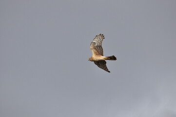 Hawk soaring gracefully in a cloudy sky during midday