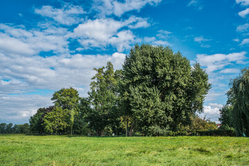 Group of trees in autumn on the Main meadow in Ginsheim-Gustavsburg