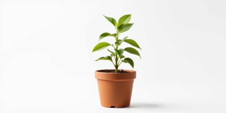 A small green plant in a terracotta pot against a white background.