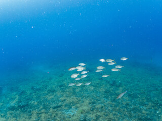 カンパチ, Greater Amberjack, Seriola dumerili,...