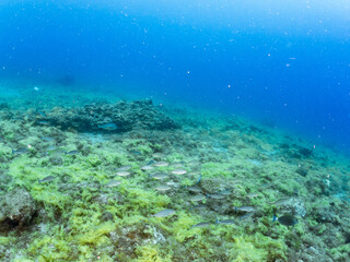 Obraz premium カンパチ, Greater Amberjack, Seriola dumerili, アジ科, 捕食するために狙っている。 他の群れ。 静岡県伊豆半島南伊豆町中木ヒリゾ浜-2025年 日本有数のシュノーケリングスポット。 夏の数カ月間だけ渡し船で行ける。 水質透明度魚影が素晴らしい。 