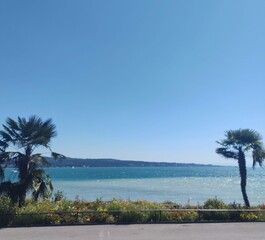 Palm trees with a beautiful blue shore of Insel Mainau at the Bodensee with blue sky