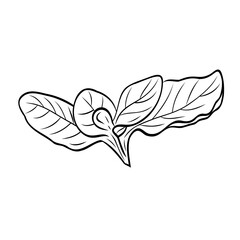 Obraz premium Monochrome botanical fragrant herb drawing of oregano plant isolated on white background. Graphic hand drawn ink black and white vector. Good for cooking, spa, medicinal tea, and garden beauty