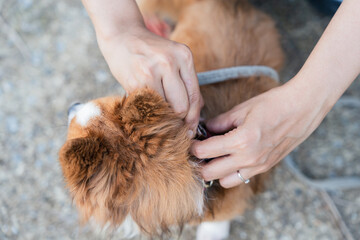 Close up of woman hands adjusting collar and leash on long-haired Chihuahua dog neck for safety