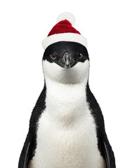 Fototapeta premium PNG Penguin wearing festive hat