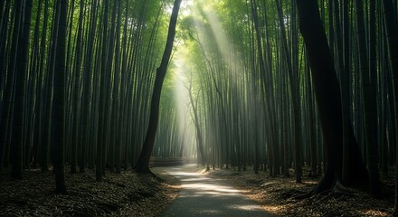 Fototapeta premium Serene Bamboo Forest: Sunlight Through the Grove