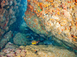 ミナミハタンポ, Black-Stripe Sweeper, Pempheris schwenkii, ハタンポ科,
ナミマツカサ, Bigscale soldierfish, Myripristis kochiensis, イットウダイ科,
チョウチョウウオ, Oriental ButterflyFish, Chaetodon aurites, チョウチョウウオ科,
イシガキフグ, 
ヒリゾ浜