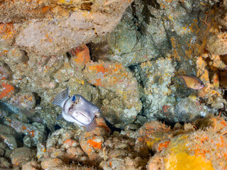 イシガキフグ, Pacific Burrfish, Chilomycterus reticulatus, ハリセンボン科,
他の群れ。
静岡県伊豆半島南伊豆町中木ヒリゾ浜-2025年
日本有数のシュノーケリングスポット。
夏の数カ月間だけ渡し船で行ける。
水質透明度魚影が素晴らしい。
