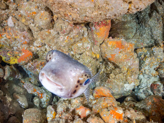 イシガキフグ, Pacific Burrfish, Chilomycterus reticulatus, ハリセンボン科,
他の群れ。
静岡県伊豆半島南伊豆町中木ヒリゾ浜-2025年
日本有数のシュノーケリングスポット。
夏の数カ月間だけ渡し船で行ける。
水質透明度魚影が素晴らしい。
