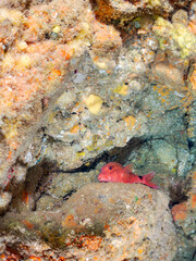 ホウライヒメジ, Whitesaddle goatfish, Parupeneus ciliatus, ヒメジ科,
他の群れ。
静岡県伊豆半島南伊豆町中木ヒリゾ浜-2025年
日本有数のシュノーケリングスポット。
夏の数カ月間だけ渡し船で行ける。
水質透明度魚影が素晴らしい。
