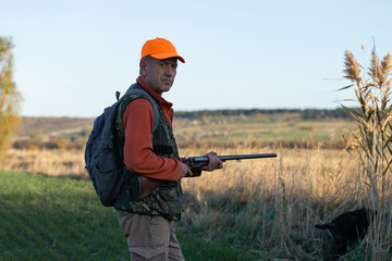 Fototapeta premium A hunter with a gun and his pet dogs. A spaniel and a german wirehaired pointer drathaar in search of a pheasant.