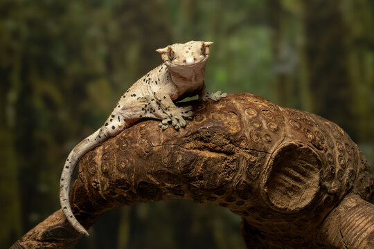 The Crested Gecko (Correlophus ciliatus) is a species of gecko native to southern New Caledonia.