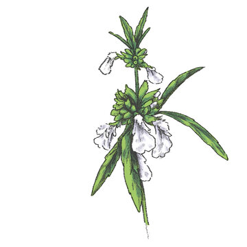 leucas aspera thumba plant with flowers isolated 