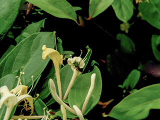 Flowers of a honeysuckle (Japanese honeysuckle) in the garden with a bee 