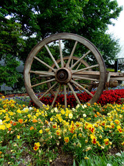 wheel of an old wagon in a flowerbed with colorful flowers.