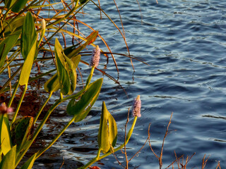 Closeup of a purple flower (Pontederia cordata) on a lake in the spring.