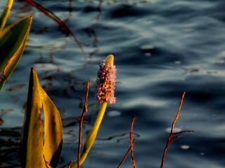 Closeup of a purple flower (Pontederia cordata) on a lake in the spring.