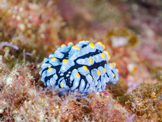 タテヒダイボウミウシ, Phyllidia varicosa, Sea Slug, イボウミウシ科,
他の群れ。
静岡県伊豆半島南伊豆町中木ヒリゾ浜-2025年
渡し船だけで行ける日本有数のシュノーケリングスポット。

