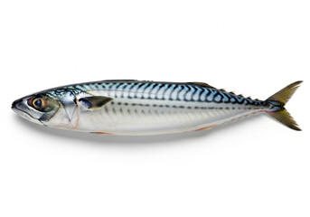 Fresh Atlantic mackerel fish isolated on white background