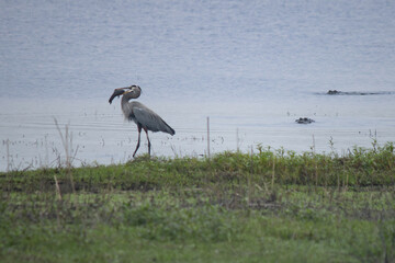 A heron with a fish being watched by alligators