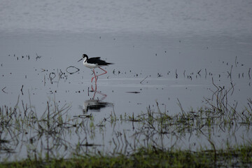 Black winged stilt in the water