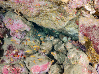 キンセンイシモチ, Southern orange-lined cardinal fish, Ostorhinchus properuptus, テンジクダイ科,
トラウツボ, Dragon Moray, Enchelycore pardalis, ウツボ科,
他の群れ。
静岡県伊豆半島南伊豆町中木ヒリゾ浜-2025年
渡し船だけで行ける日本有数のシュノーケリングスポット。
