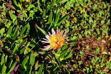 Flower and leaves of Carpobrotus edulis (sour fig), a creeping plant with succulent leaves, one of the most invasive species in mediterranean coastal areas
