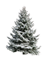 Fototapeta premium PNG Snow-covered evergreen tree beauty.