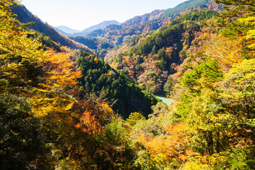 紅葉の大井川鉄道