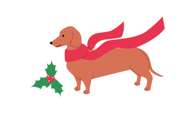 Dachshund wearing a Red Scarf. Illustration in flat vector style. A Christmas dog character with a holly plant on a white background