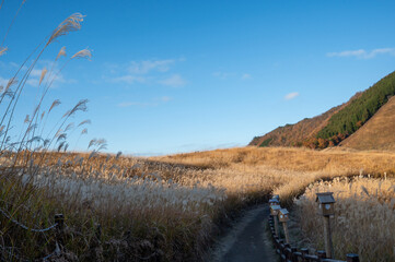 美しい青空とススキ、曽根高原の素朴な田舎の風景
