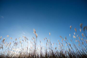 美しい青空とススキ、曽根高原の素朴な田舎の風景