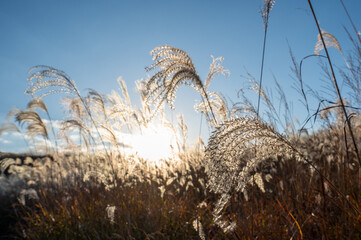 夕焼けの光が眩しい、ススキが美しい曽禰高原の素朴な田舎の景色