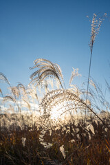 夕焼けの光が眩しい、ススキが美しい曽禰高原の素朴な田舎の景色