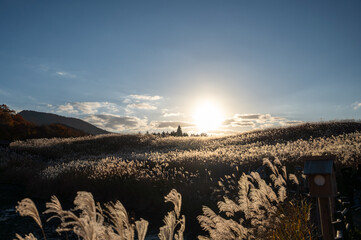 夕焼けの光が眩しい、ススキが美しい曽禰高原の素朴な田舎の景色