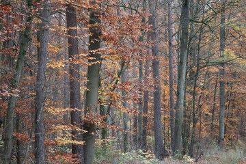 Mixed forest in Autumn