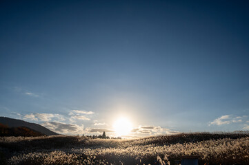 夕焼けの光が眩しい、ススキが美しい曽禰高原の素朴な田舎の景色